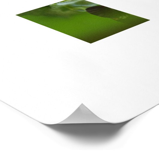 Poster van kikker en vlinder (Hoek)