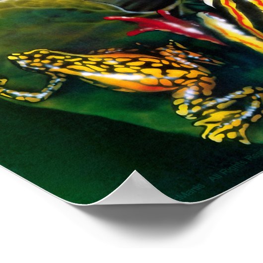 Poster van kikkers (Hoek)