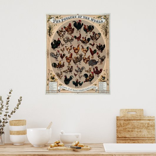 Poster van kippenrassen (Keuken)