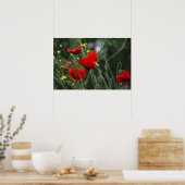 Poster van klaprozen in de natuur (Keuken)