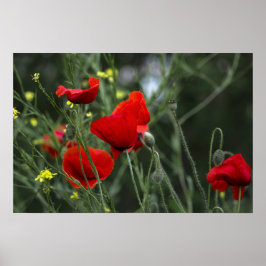 Poster van klaprozen in de natuur