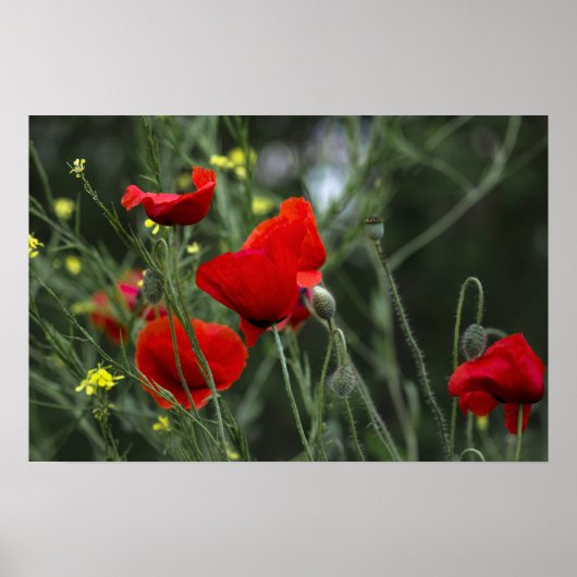 Poster van klaprozen in de natuur (Voorkant)