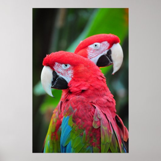 Poster van kleurrijke ara's (Voorkant)