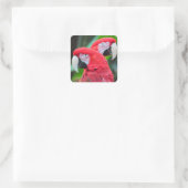 Poster van kleurrijke ara's vierkante sticker (Tas)