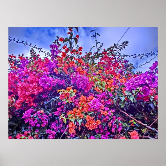 Poster van kleurrijke bloemen (Voorkant)
