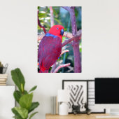 Poster van kleurrijke eclectus parrot (Thuiskantoor)