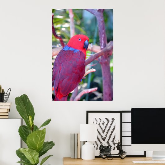Poster van kleurrijke eclectus parrot (Thuiskantoor)