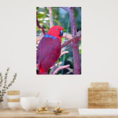 Poster van kleurrijke eclectus parrot (Keuken)