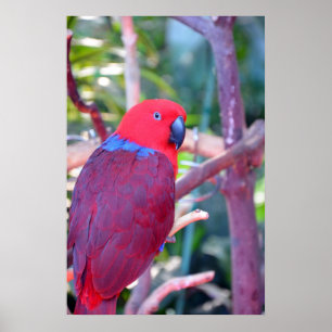Poster van kleurrijke eclectus parrot