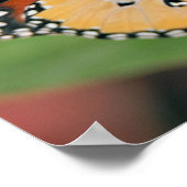 Poster van koningin Butterfly (Hoek)