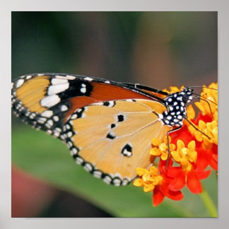 Poster van koningin Butterfly