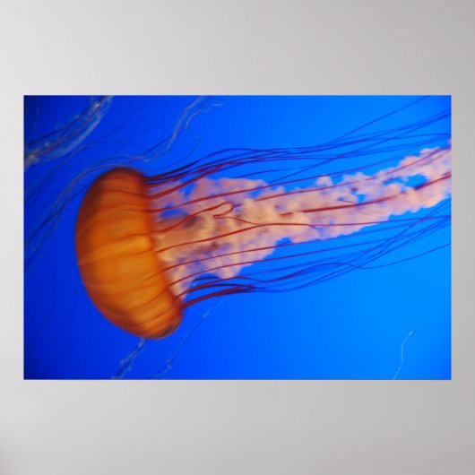 Poster van kwal 1 (Voorkant)