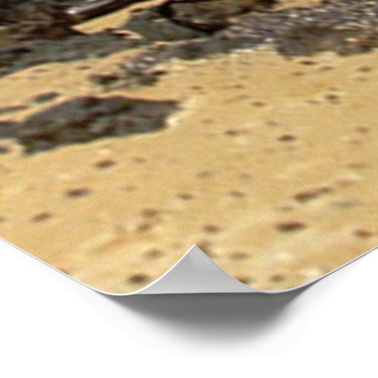 Poster van labrador Retriever (Hoek)