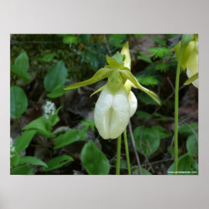 Poster van Lady slipper