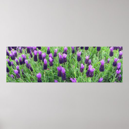 Poster van Lavender 26 inch w x 8 inch h (Voorkant)