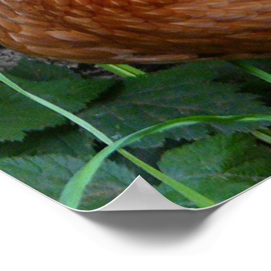 Poster van legende kippen (Hoek)