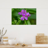 Poster van lentroze spiderwort en kikkerweed (Keuken)