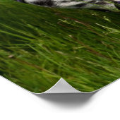 Poster van leopard Appaloosa Horse (Hoek)