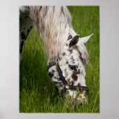 Poster van leopard Appaloosa Horse (Voorkant)