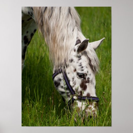 Poster van leopard Appaloosa Horse (Voorkant)