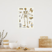 Poster van ligamenten en verbindingen (Keuken)