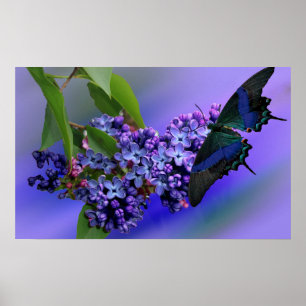 Poster van Lilacs & Butterfly