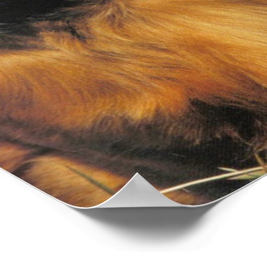 Poster van Longhaire Dachshund (Hoek)