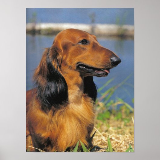 Poster van Longhaire Dachshund (Voorkant)