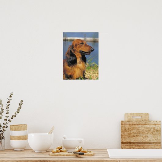 Poster van Longhaire Dachshund (Keuken)