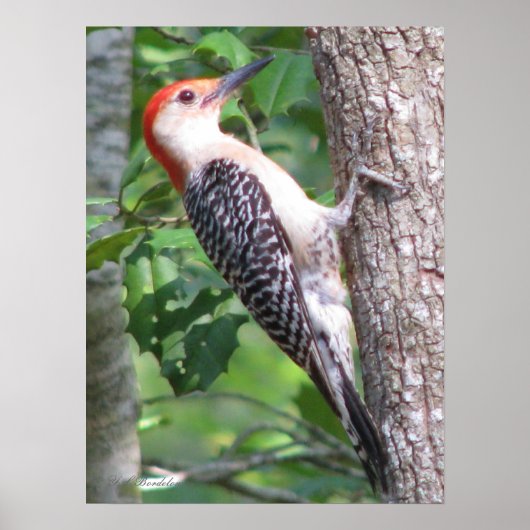 Poster van Male Red-bellied Woodpecker (Voorkant)