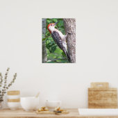 Poster van Male Red-bellied Woodpecker (Keuken)
