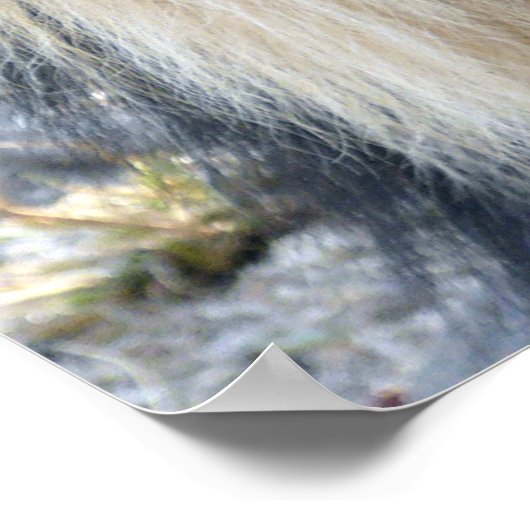 Poster van Mannelijke Lion (Hoek)