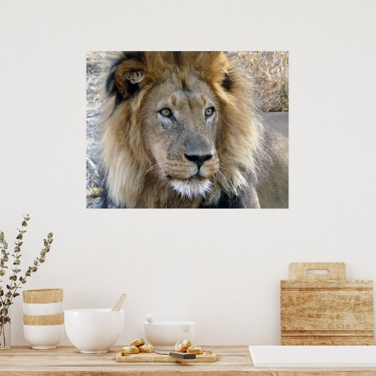 Poster van Mannelijke Lion (Keuken)