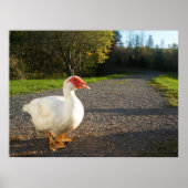 Poster van Mannelijke Muscovy Duck (Voorkant)