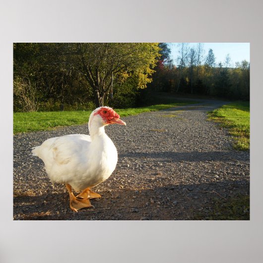 Poster van Mannelijke Muscovy Duck (Voorkant)