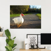 Poster van Mannelijke Muscovy Duck (Thuiskantoor)
