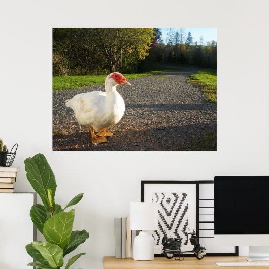 Poster van Mannelijke Muscovy Duck (Thuiskantoor)