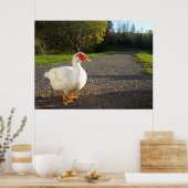 Poster van Mannelijke Muscovy Duck (Keuken)