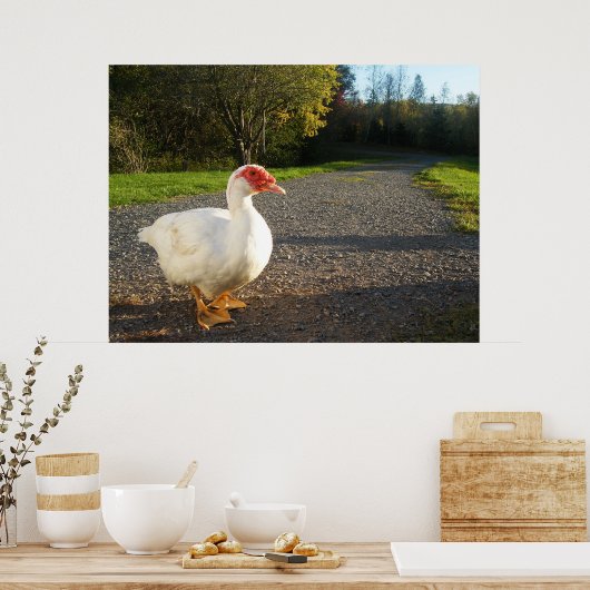 Poster van Mannelijke Muscovy Duck (Keuken)