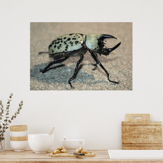 Poster van Mannelijke Oost-Hercules Beetle (Keuken)