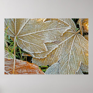 Poster van Maple, bevroren