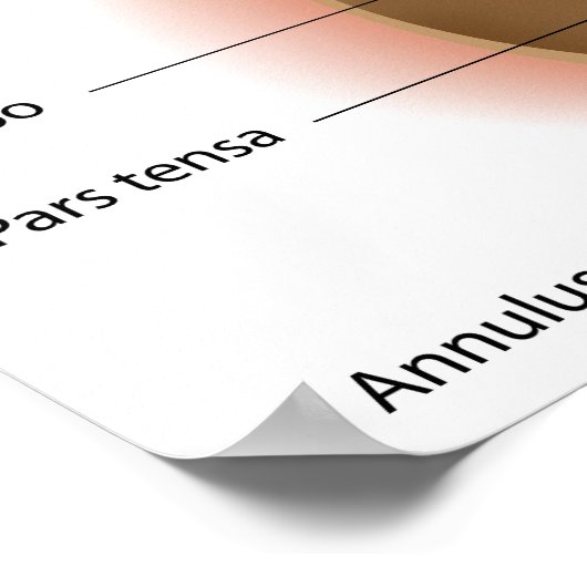 Poster van menselijke trommelanatomie (Hoek)