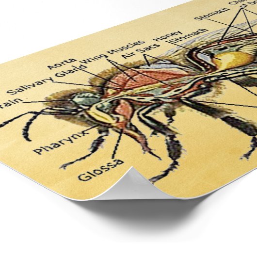 Poster van Mini Honey Bee (Hoek)