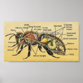 Poster van Mini Honey Bee (Voorkant)