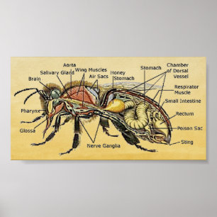 Poster van Mini Honey Bee