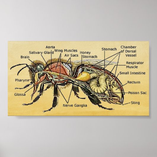 Poster van Mini Honey Bee (Voorkant)