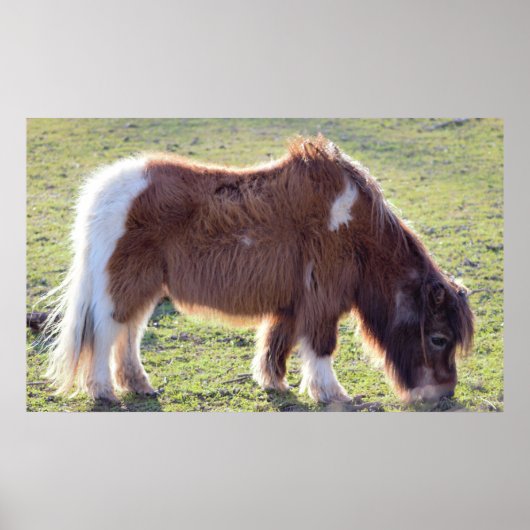 Poster van Mini Horse (Voorkant)