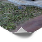 Poster van Mini Horse (Hoek)