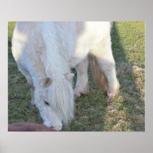 Poster van Mini Horse