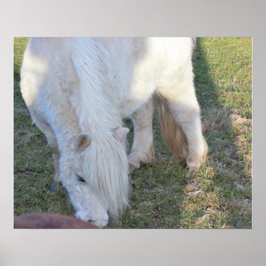 Poster van Mini Horse (Voorkant)